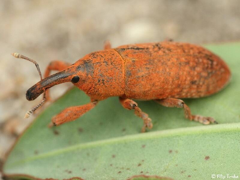 Rýhonosec. Lixus neglectus  je vzácný druh písčin, který žije pouze v ČR, na Slovensku a v Rakousku. Donedávna byl v ČR považován za vyhynulého.