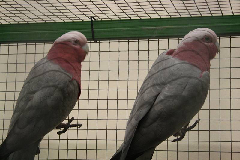 Výstava exotického ptactva v Kněždubu.