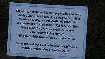 Stara trta roste v atriu kyjovského infocentra už dva roky a už loni urodila dva trsy bobulí. Nyní má i ozdobný plůtek.