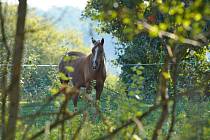 Čtveřice koní doplnila zvířata, která spásají trávu, ale i dřeviny v ptačím parku Kosteliska u Dubňan.