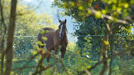 Čtveřice koní doplnila zvířata, která spásají trávu, ale i dřeviny v ptačím parku Kosteliska u Dubňan.