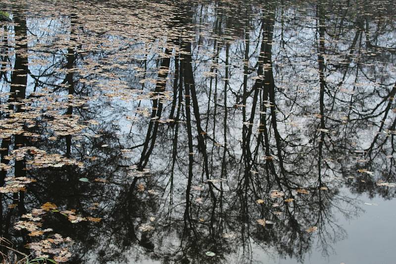 Podzimní příroda v okolí Třemešských rybníků.