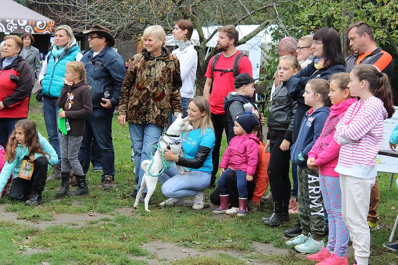 Ve Veselí nad Moravou hledali domov psům z útulků.