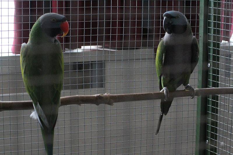 Pátý ročník výstavy papoušků a drobného exotického ptactva v Petrově