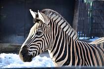 Zebra Chapmanova (Equus quagga chapmanni) ZOO Hodonín