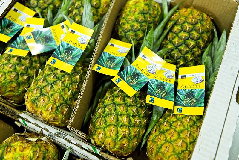Fairtradové ananasy přichystané pro export.