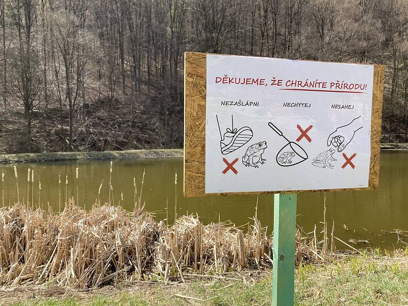 Palec nahoru! Dobrovolníci zachránili na Blanensku tisíce obojživelníků. Se souhlasem Ludmily Korešové