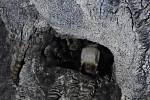 Sčítání netopýrů na zimovištích v jeskyních v Moravském krasu na Blanensku. Na snímcích je sčítání v jeskyni Lidomorna u obce Holštejn.