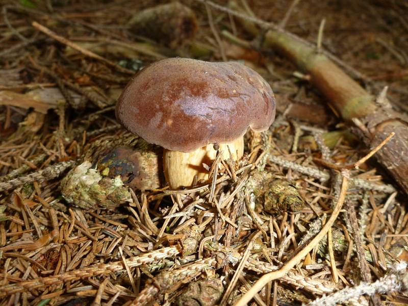 Houbaři na Blanensku v těchto dnech rozhodně nechodí z lesa s prázdnou. Rostou suchohřiby, praváci, růžovky, kuřátka, klouzci, babky a další dobré houby. Žádný houbař ovšem nechce prozradit, kde přesně jsou ta jeho místa.