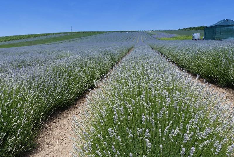 Kouzelná levandulová farma ve Starovičkách.