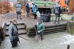 Jedovničtí rybáři zatáhli sítě. Vylovili rybník Budkovan.