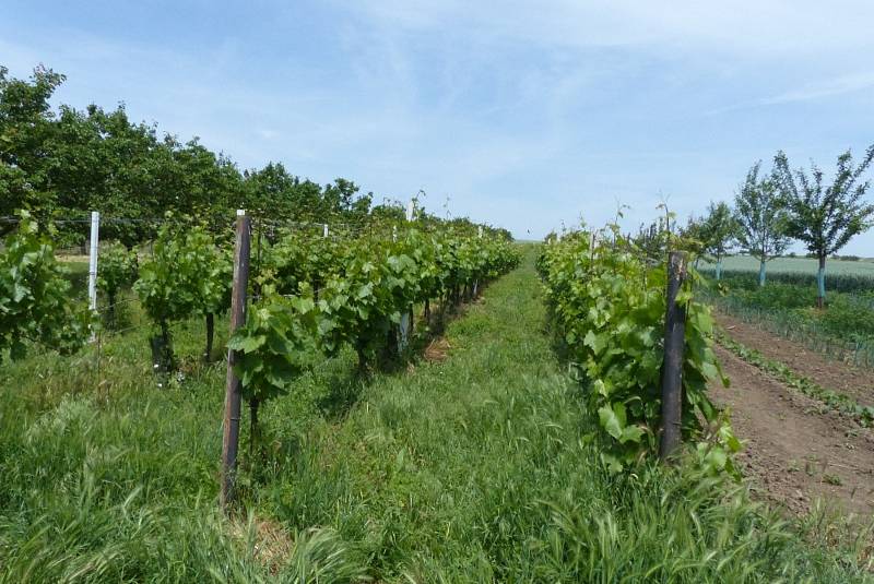 Kouzelná levandulová farma ve Starovičkách.