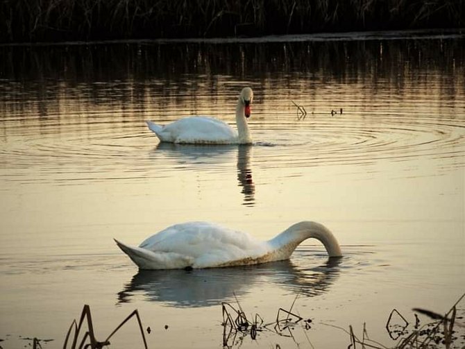 Zlatá hodinka s labutěmi na Sudickém rybníku na Blanensku na jihu Moravy.
