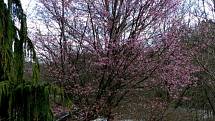 Další jarní procházka arboretem Šmelcovna.