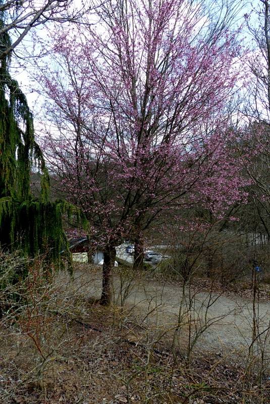 Další jarní procházka arboretem Šmelcovna.