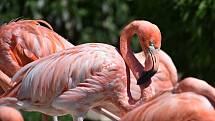 Ostravská zoo s mnoha zvířaty a velkou botanickou zahradou láká k návštěvě.