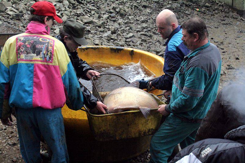 Blanenská přehrada Palava se dočká po devíti letech odbahnění dna. Proto bylo nutné z nádrže nejprve vylovit ryby. Místním rybím králem byl 181 cm velký sumec.