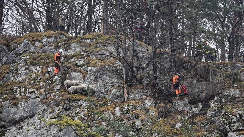 Odvážné manévry na skále podstoupili jihomoravští hasiči při záchraně ovcí, které uvízly na skalní římse ve Sloupu na Blanensku.