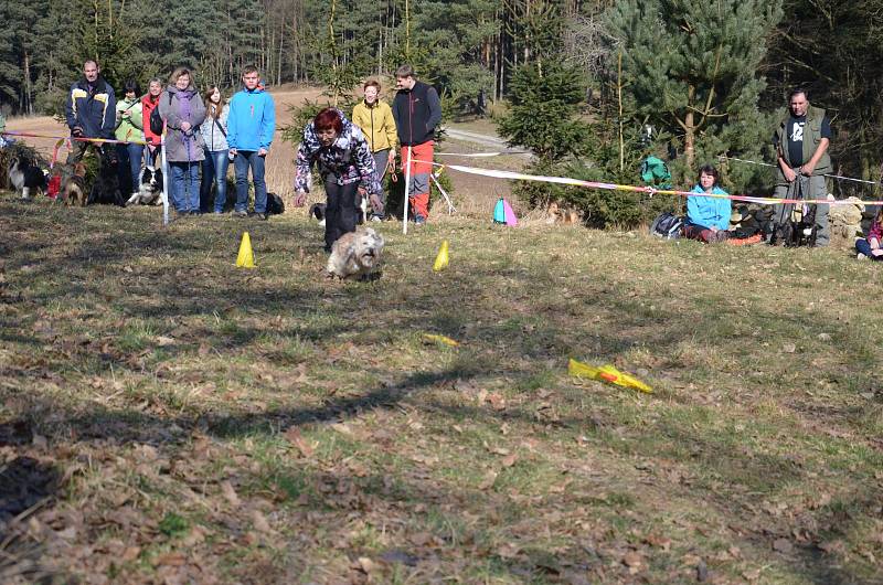 Blanenský kynologický klub Agility pořádal v neděli Pochod lesem se psem. Pejsci i jejich pánové pochodovali pět kilometrů od Přehrady Palava po chalupu na Horčničkách v Horní Lhotě, kde si pak užili spoustu zábavy při plnění různých soutěžních úkolů.