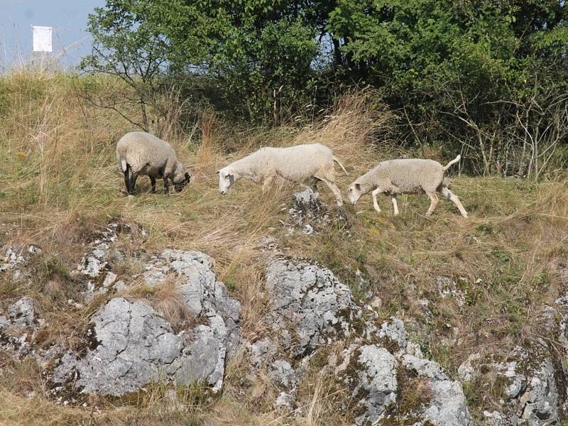 Přírodě v Rudickém propadání nyní pomáhají pasoucí se ovce a kozy.