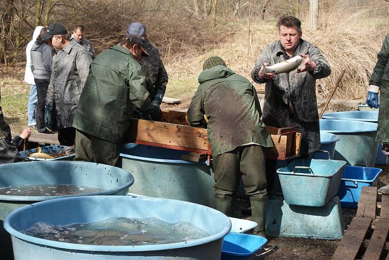 Rybáři v sobotu přelovovali rybník Budkovan a ryby stěhovali do rybníka Olšovec.