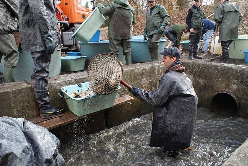 Rybáři v sobotu přelovovali rybník Budkovan a ryby stěhovali do rybníka Olšovec.