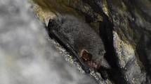 Sčítání netopýrů na zimovištích v jeskyních v Moravském krasu na Blanensku. Na snímcích je sčítání v jeskyni Lidomorna u obce Holštejn.