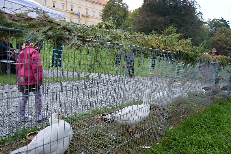 Doprovodný program nedělního dne Husích slavností v Boskovicích oživila výstava chovatelů drobného zvířectva.