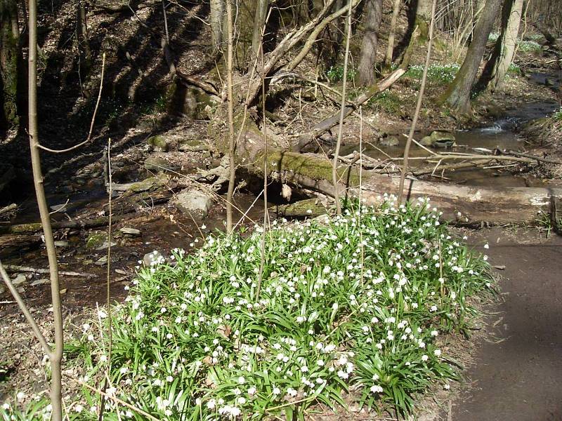 V obci Chlébská, která je nedaleko Nedvědic již naplno kvetou bledule.