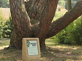 Díky nové informační tabuli, která vypadá jako pomníček, se památná borovice ve Velkých Opatovicích stala zcela nepřehlédnutelnou.