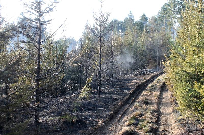 Požár lesa v Černovicích.