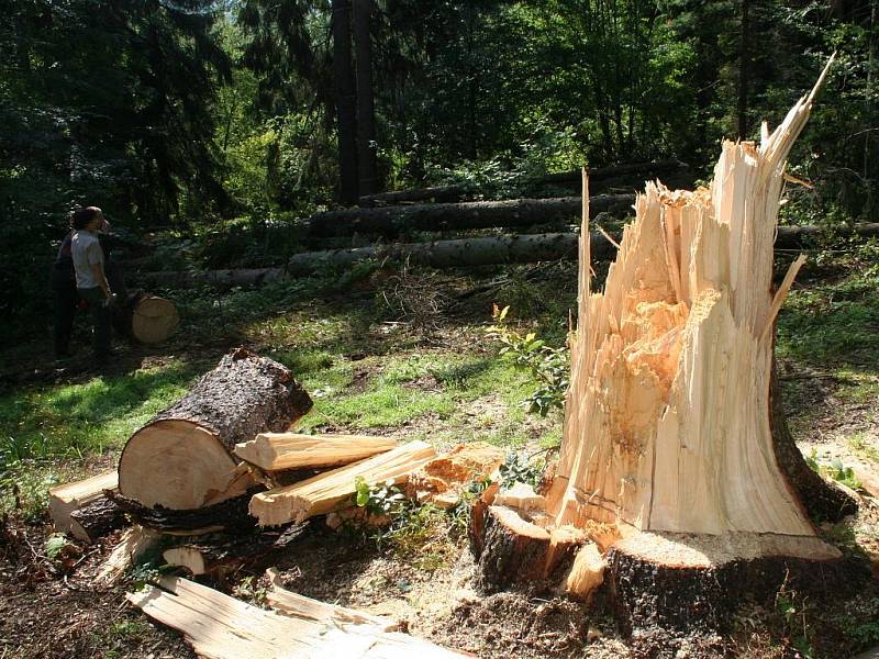 Odstraňování následků bouře v křtinském arboretu.