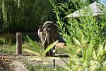 Ostravská zoo s mnoha zvířaty a velkou botanickou zahradou láká k návštěvě.