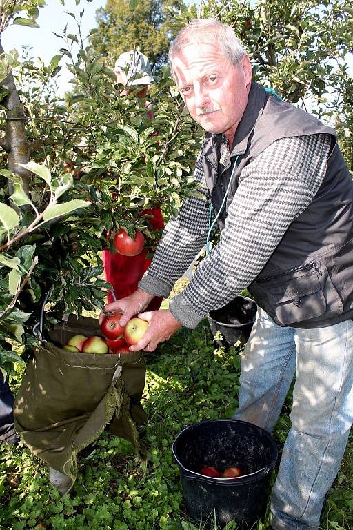 Dvacet až třicet tun jablek denně. Takové množství v těchto dnech sklízejí česači v sadech společnosti ZEAS Lysice.