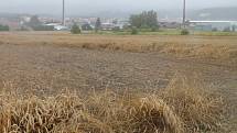 Tak vypadá místo se záhadným obrazcem v poli pšenice u Boskovic nyní. Po měsíci, kdy se piktogram objevil.