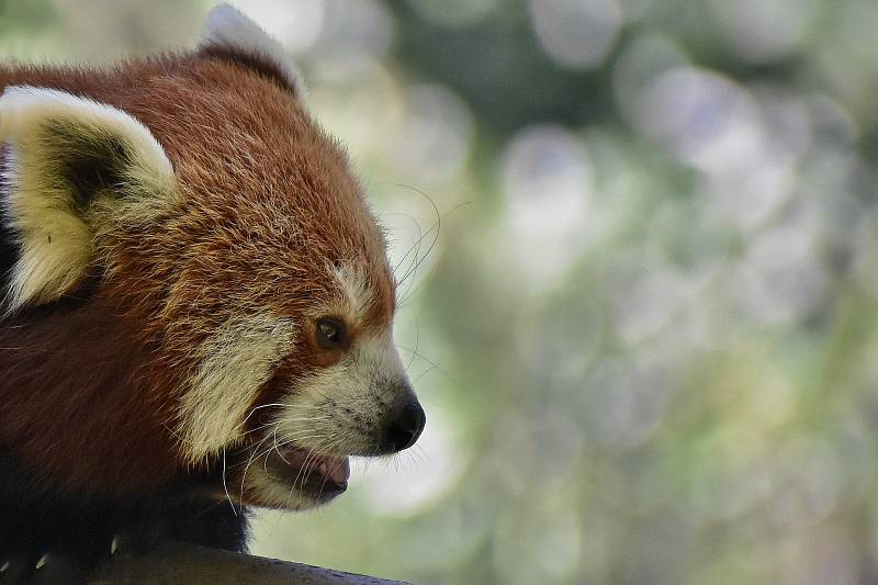 Ostravská zoo s mnoha zvířaty a velkou botanickou zahradou láká k návštěvě.