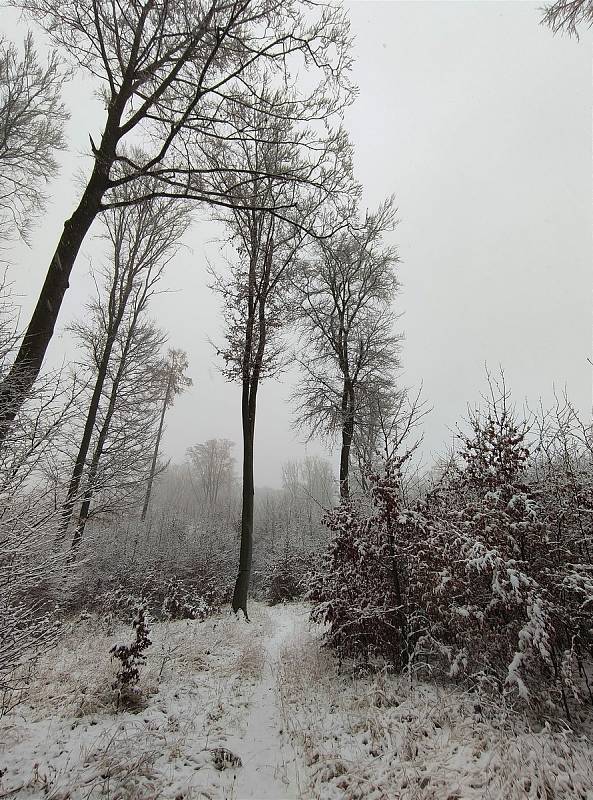 Konec listopadu přinesl první sněhovou nadílku. Fotografie byly pořízeny v Ochozi u Brna.