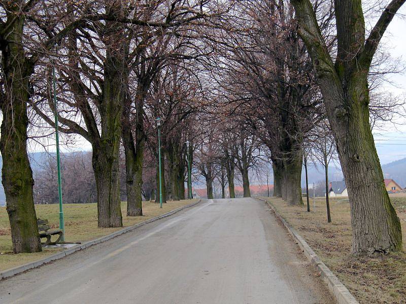 V Boskovicích před sto lety tamní okrašlovací spolek vysadil alej asi sto devadesáti lip v ulici Svatopluka Čecha, která vede ke hřbitovu a westernovému městečku.
