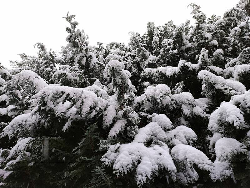 Konec listopadu přinesl první sněhovou nadílku. Fotografie byly pořízeny v Ochozi u Brna.