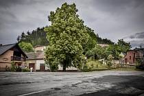 Velkoopatovická lípa svobody, takzvaná Zádvorská lepa, se s dalšími čtrnácti stromy z různých zemí utká o titul Evropský strom roku 2019.