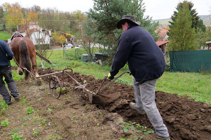 Pěkně po staru. Pluh a koně se v zemědělství používají již jen zřídka.