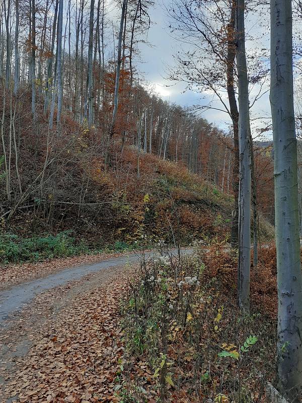 Vytíženou lesní cestu mezi adamovským sídlištěm Ptačina a centrem města uzavře na dva a půl měsíce těžba dřeva.