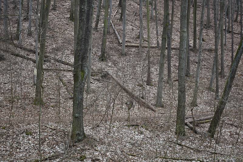 Dvě turistické trasy v Národní přírodní rezervaci Býčí skála v Moravském krasu na Blanensku byly několik měsíců uzavřené. Omezení končí 6. dubna.