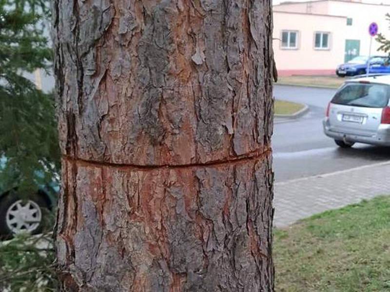 Vandal nařízl zdravý strom v blanenské ulici Cihlářská.