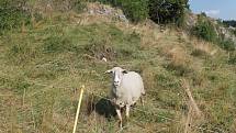Přírodě v Rudickém propadání nyní pomáhají pasoucí se ovce a kozy.