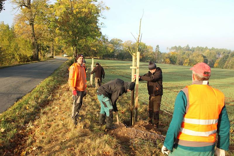 Šestašedesát. Tolik lip vysázeli v sobotu členové sdružení Horizont a dobrovolníci mezi blanenskou Obůrkou a vavřineckou částí Nové Dvory. FOTO: SDRUŽENÍ HORIZONT