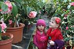 Zámecké skleníky v Rájci-Jestřebí lákají na rozkvelé kamélie. Až do konce března.