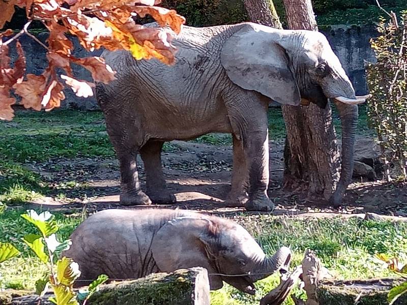 Krásná podzimní výzdoba krášlí exteriér Zoologické zahrady ve Zlíně.