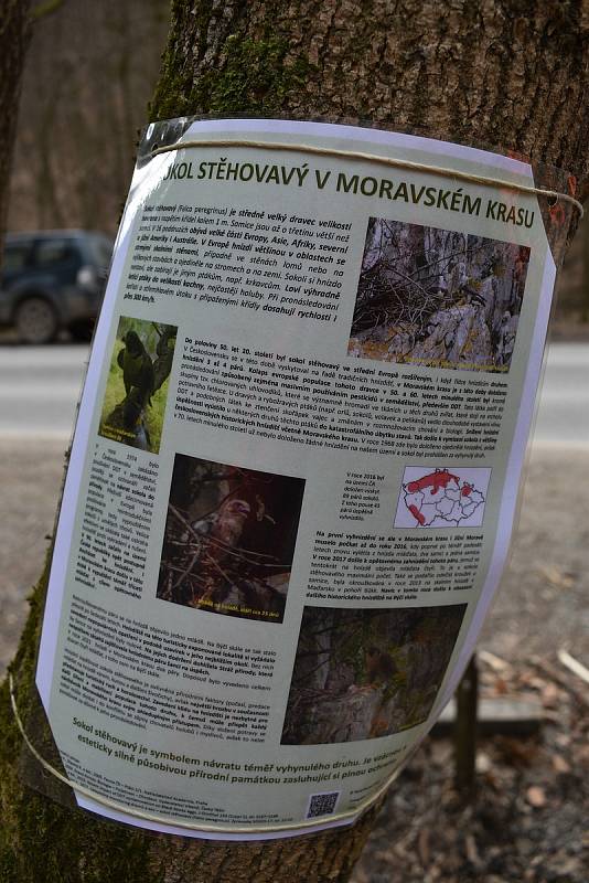 Tři měsíce. Tak dlouho je od pondělí zavřená louka před Býčí skálou v Moravském krasu na Blanensku a její nejbližší okolí. Stejně jako část modré turistické trasy k nedaleké jeskyni Kostelík. Kvůli hnízdění vzácného sokola stěhovavého.