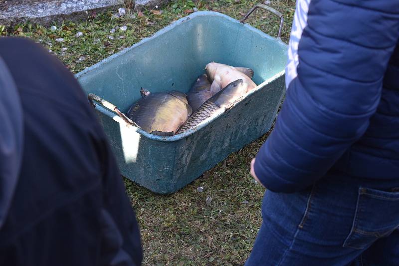 Výlovy na Blanensku pokračují. Po jedovnickém Olšovci zatáhli rybáři sítě také na rybníku ve křtinském arboretu.